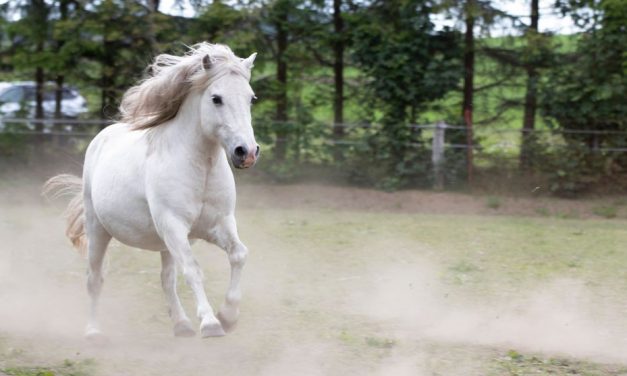 Weißes Pony aufgefunden